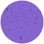 Shape Image